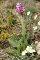 Orchis simia Taxoare mendian