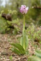 Orchis simia Taxoare mendian
