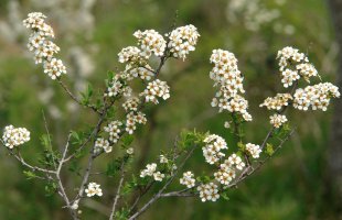 Spiraea hypericifolia Taxoare mendian
