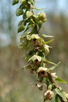 Epipactis helleborine Montejurra mendian