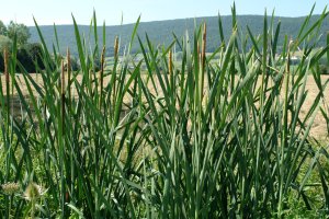 Typha latifolia Lizaso aldean