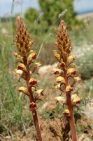 Orobanche gracilis, Ugarra aldean
