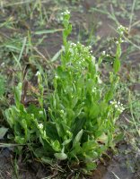 Samolus valerandi Jaizkibelen, itsas aldean