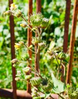 Abutilon theophrasti Aldatz inguruan