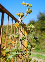 Abutilon theophrasti Aldatz inguruan