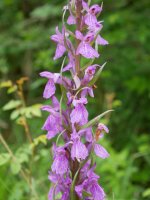 Dactylorhiza elata Musitu herritik gertu