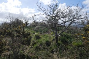 Ameztimendi, tontorra (leku garaiena), sasi artean