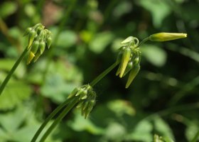Oxalis pes-caprae Zarautz aldean