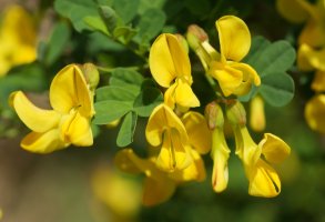 Hippocrepis emerus Irurtzun aldean