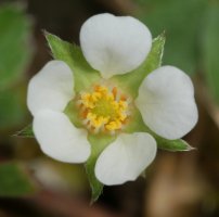 Potentilla sterilis Mugiro aldean