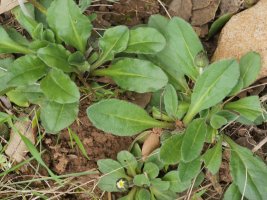 Bellis sylvestris Etxauri mendian