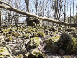 Otro árbol caido al Dólmen (abril 2025)