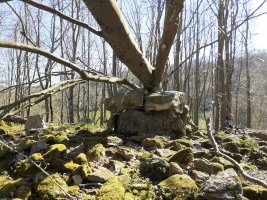 Otro árbol caido al Dólmen (abril 2025)