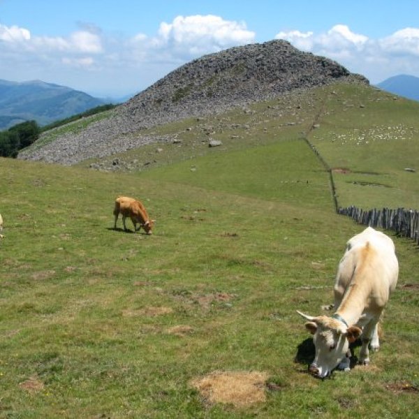 Okoro aldetik gatozela ikusita