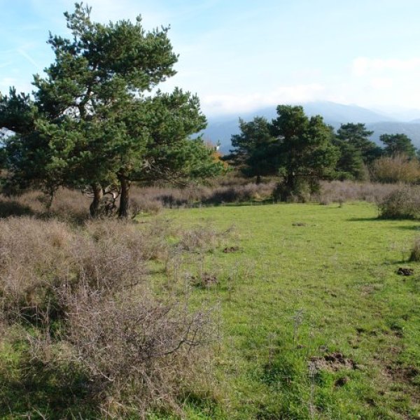 Tontorraren inguruak