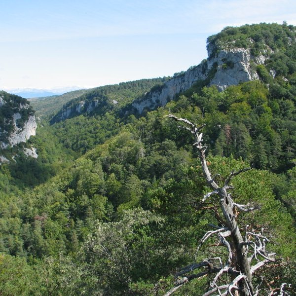 Benasako arroilaren goiko aldea
