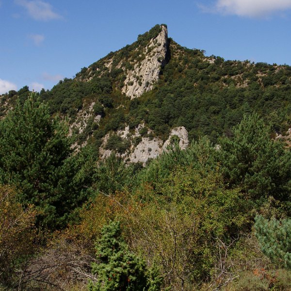 Iburtu haitza ekialdetik