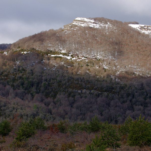 Sanguein edo Otsaurka