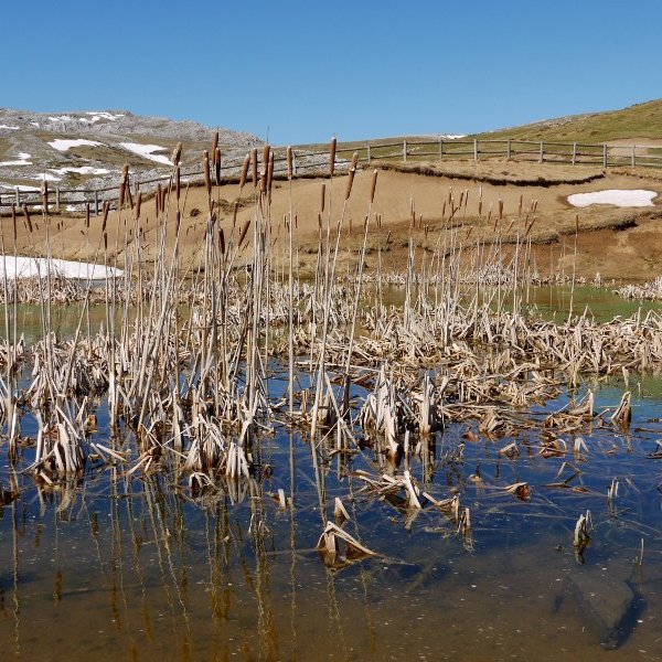 Putzuetan ohikoa den landaretza egokitu zaio: ezpata-ihia.
