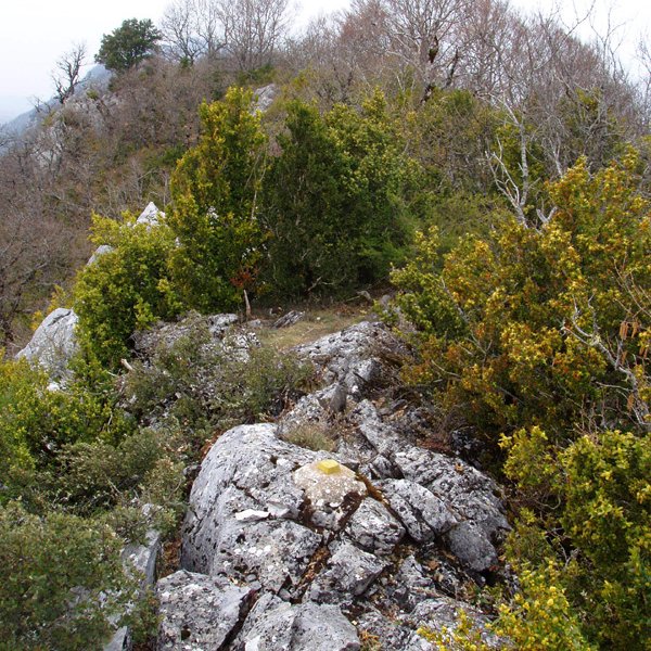 Leziñerako gailurra