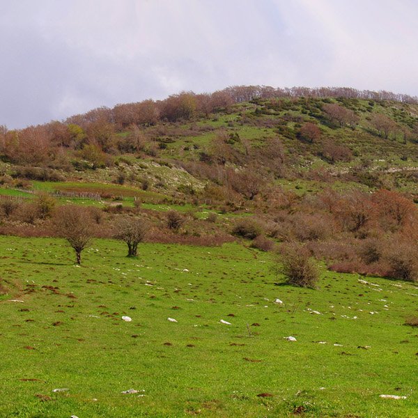 Ugagibel Zelane lepotik