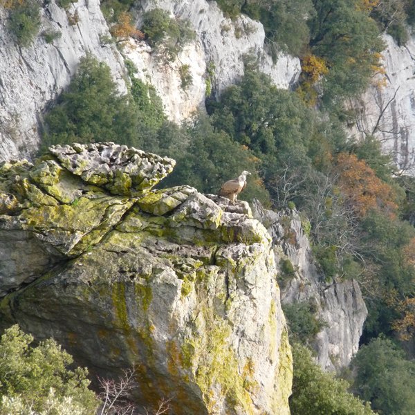 Putrea Iñarbeko arroilean