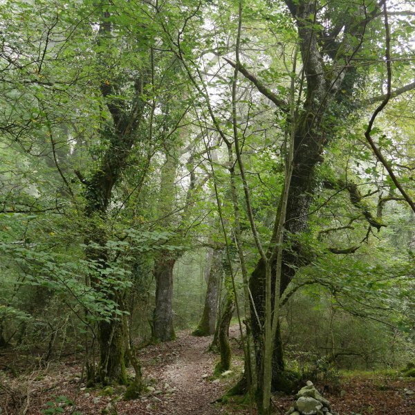 Uharte-Arakil aldeko bidea