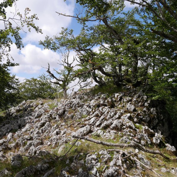 Beorkolarre tontorra