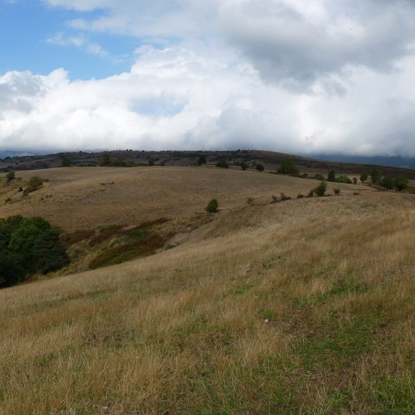 Udira daramaten bizkar zabalak