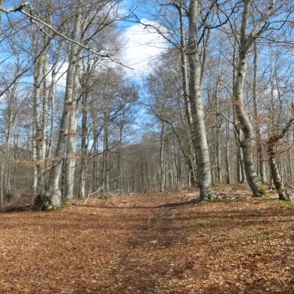 Gailurra, pagadiaren baitan