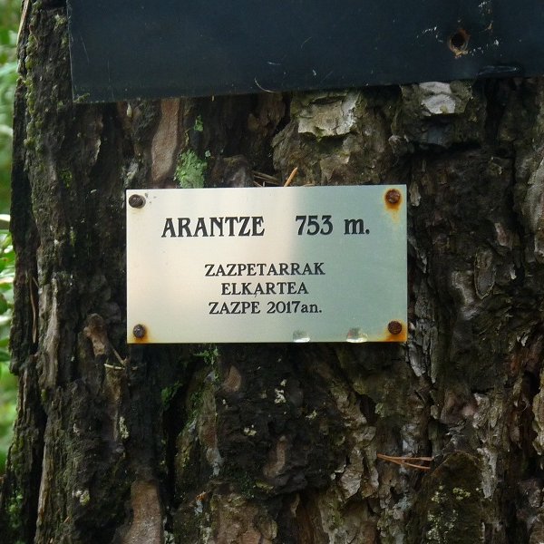 Gailurrean jarritako plaka