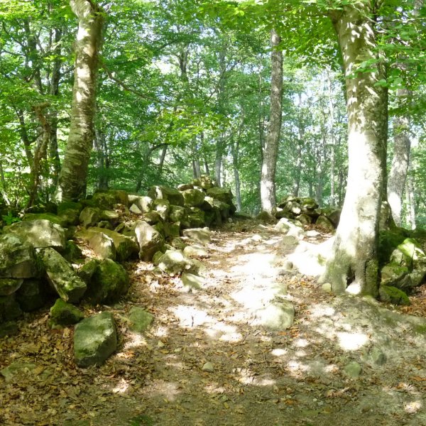 Gailurra, basoaren baitan