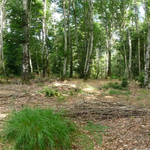 Oihanberriko gailurra