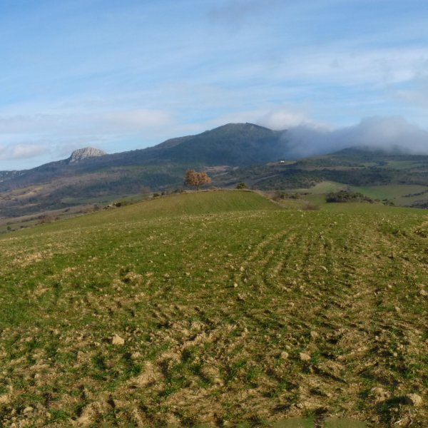Akarregiko gailurra, soro batek hartuta