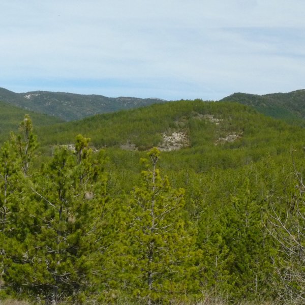 Txukarteko tontor oihantsua