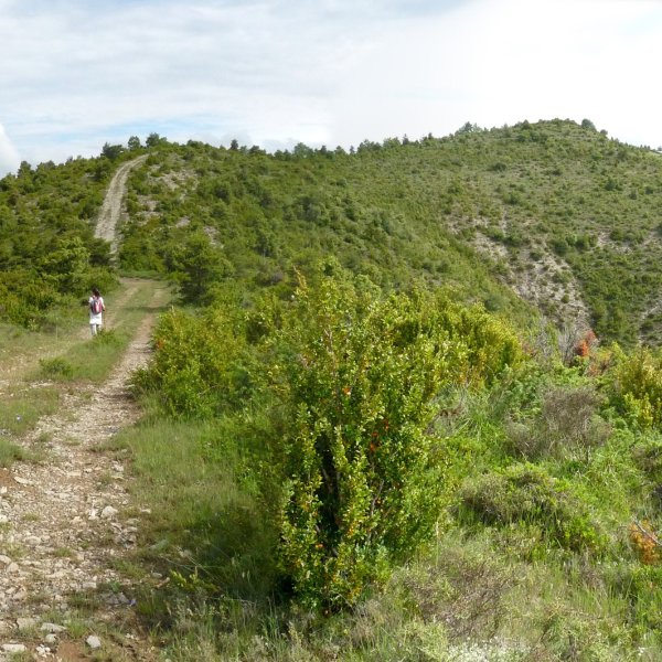 Hegoaldeko bidean gora