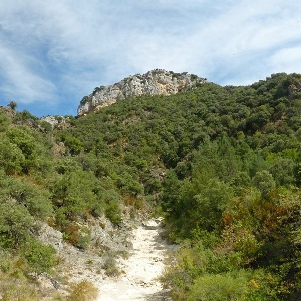 Ososki, Santa Kolonbatik