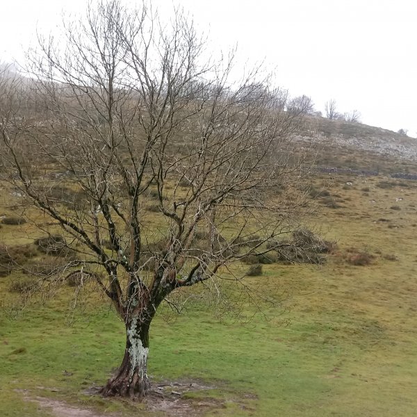Lizarbakarra, lepoa eta zuhaitza