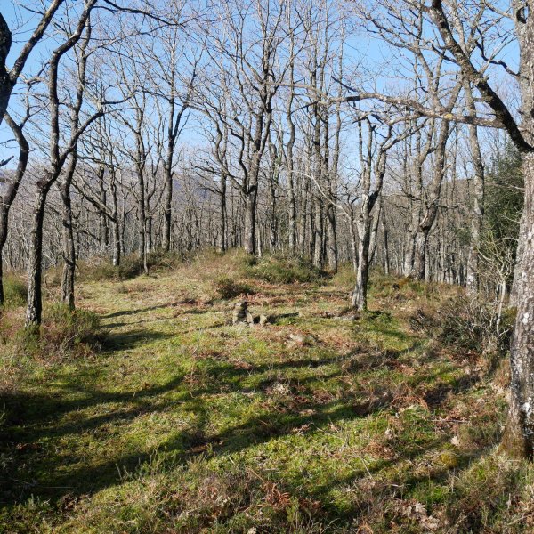 Tontorra, Mendiurkillo