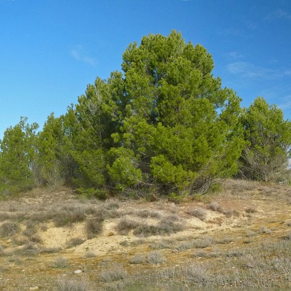 Vaquerizako gailurra