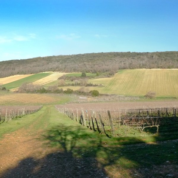 Muskildia Zorrerako mahastietatik