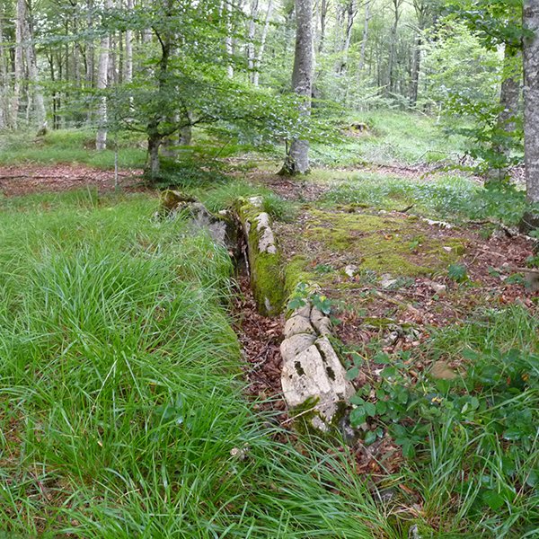 Arkatxuko trikuharria