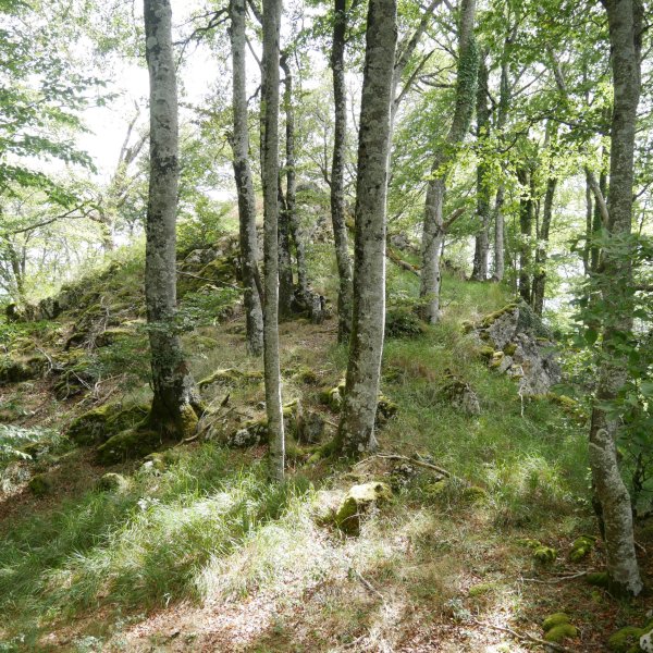 Arrizorrotz tontorra