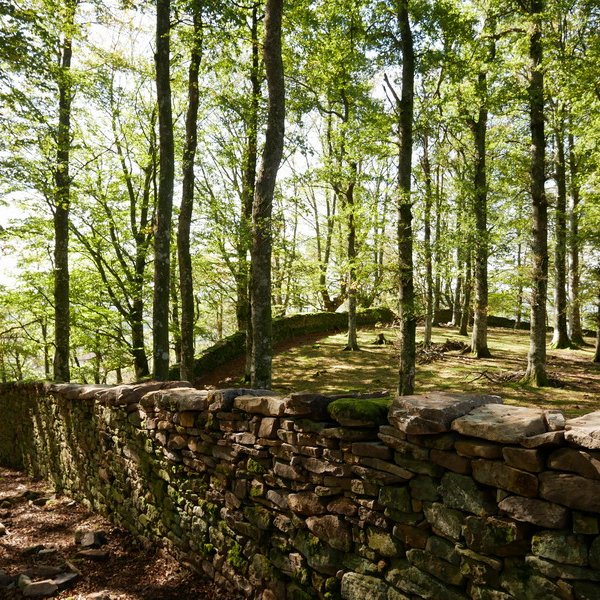 Arlamendiko mintegia