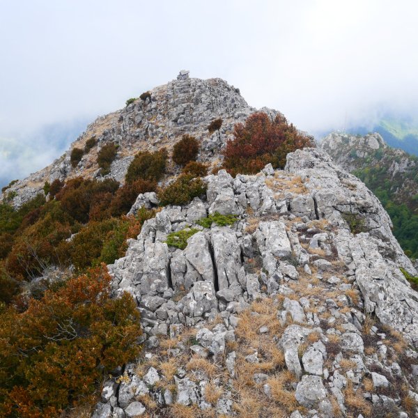 Larratza / Pikoatxikota tontorra