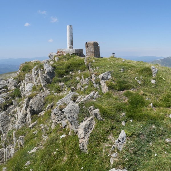 Otsogorrigaina tontorra