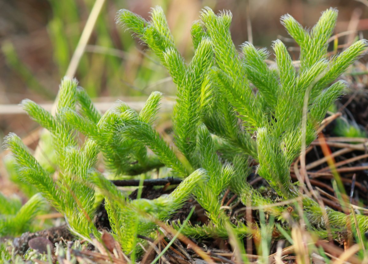 Lycopodium clavatum