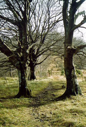 Itxogana eta Idiagana arteko bidea