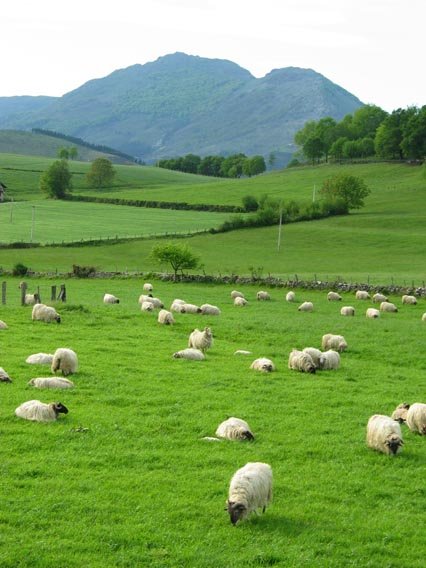 Donamariako larreetatik