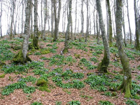 Tontorraren inguruak